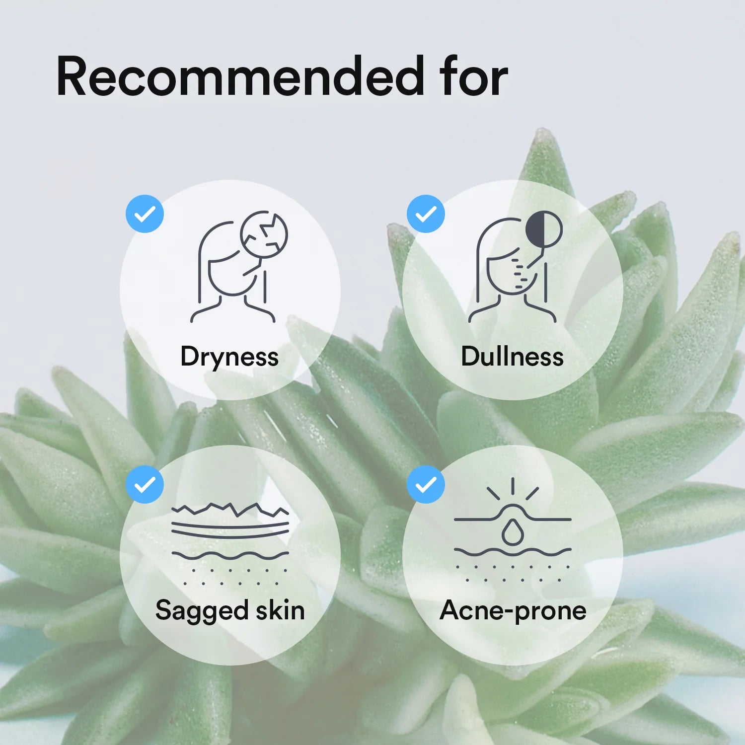 Collagen Gel Mask Sedum Jelly